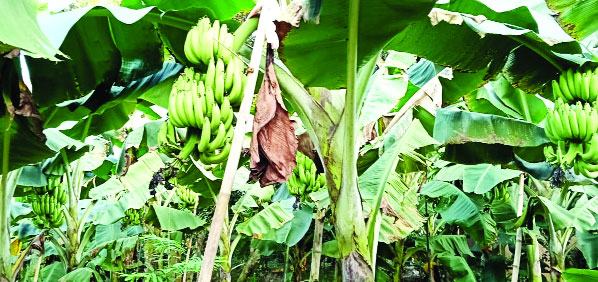 bangla-4