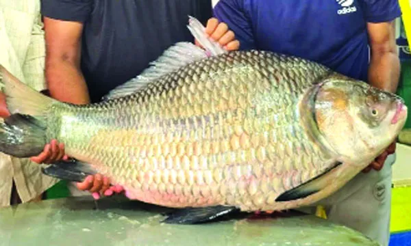 পদ্মার কাতলা অর্ধলক্ষ টাকায় বিক্রি