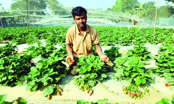 ঘাটাইলে স্ট্রবেরি চাষে তরুণের সাফল্য, বদলাচ্ছে কৃষির ধারা