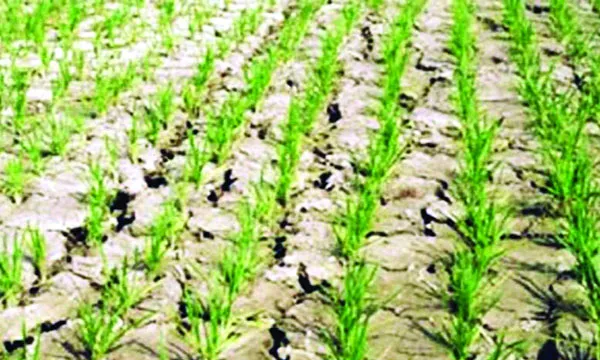 কমলগঞ্জে সেচ সঙ্কটে ব্যাহত বোরো আবাদ, দুশ্চিন্তায় কৃষকরা