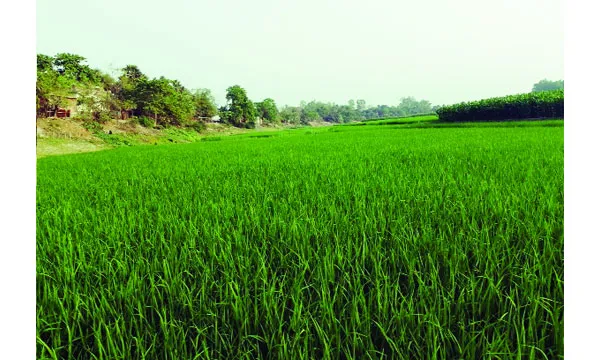 আত্রাইয়ের বুক এখন ফসলের মাঠ