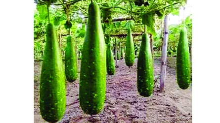 হোসেনপুরে লাউ চাষে আলামীনের বাজিমাত