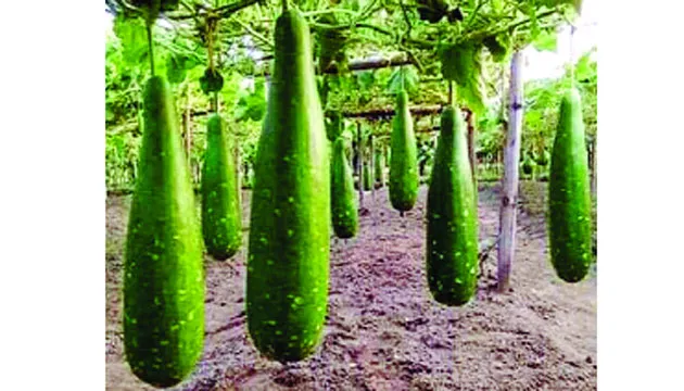হোসেনপুরে লাউ চাষে আলামীনের বাজিমাত