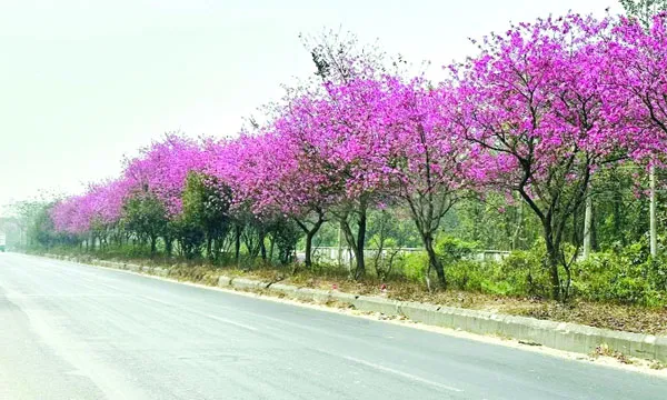 ধুলোর গ্লানি মুছে নান্দনিকতায় বদলে যাচ্ছে ঢাকা-ময়মনসিংহ মহাসড়ক