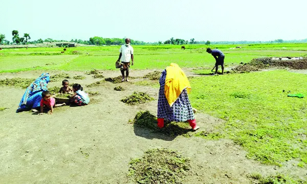 বোরো ধান মাড়াইয়ের মাঠ তৈরিতে ব্যস্ত কৃষক-কৃষাণীরা