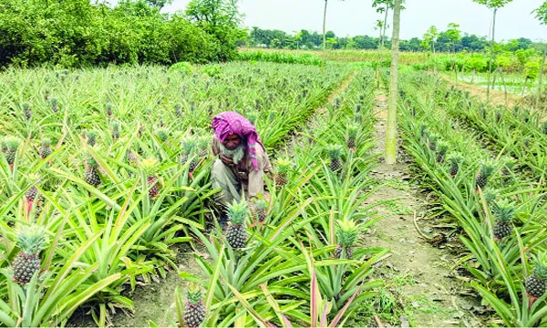 সমতলে আনারস চাষে সফল বড়াইগ্রামের রফিকুল