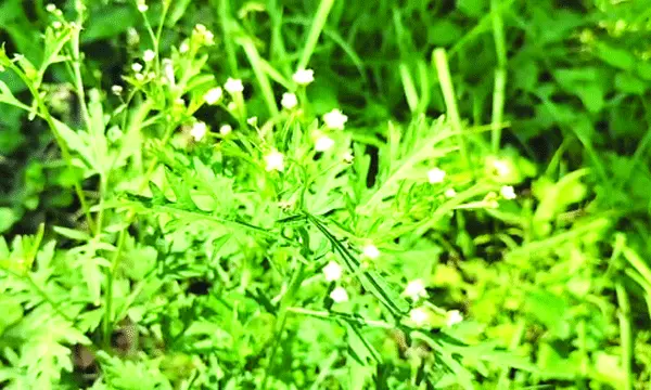 নলডাঙ্গায় সাইলেন্ট কিলার পার্থেনিয়ামের বিস্তার