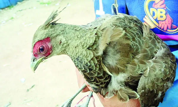 মিরসরাইয়ে বিলুপ্তপ্রায় মথুরা পাখি উদ্ধার