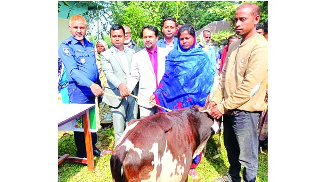 রায়গঞ্জে ক্রসবিড বকনা বাছুর বিতরণ