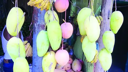 পাহাড়ে বাড়ছে বিদেশী আমের আবাদ