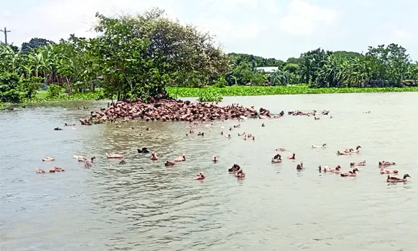 হাঁস পালনে বদলে যাচ্ছে হাওরপাড়ের মানুষের জীবন