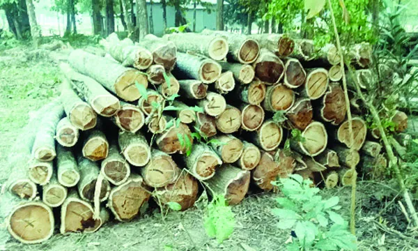 ভালুকায় বনের অর্ধশতাধিক আকাশমণি গাছ কর্তন