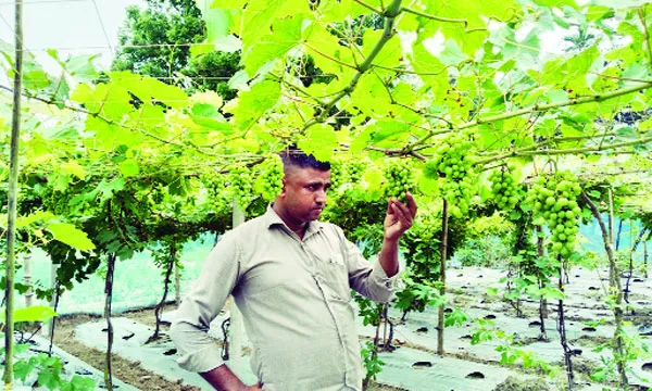 আঙুর চাষে সফল হওয়ার স্বপ্ন তরুণদের
