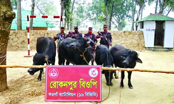 গোমস্তাপুর সীমান্তে ভারতীয় মহিষ আটক