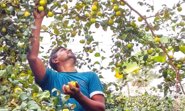 ঝালকাঠিতে ব্যবসা হারিয়ে কুল চাষে বছরে আয় প্রায় ১২ লাখ টাকা