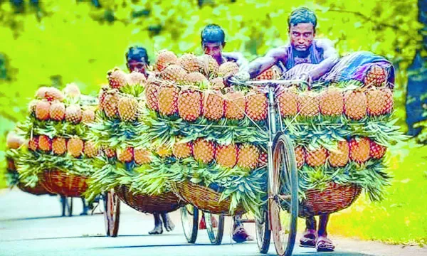 ময়মনসিংহের আনারস রফতানি হচ্ছে দুবাইয়ে