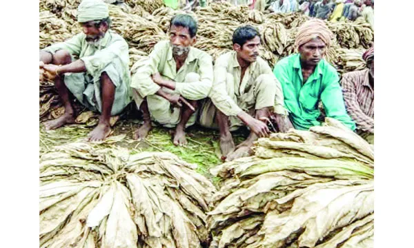 তিন উপজেলায় কোম্পানির সিন্ডিকেটে অসহায় ৩০ হাজার তামাক চাষি