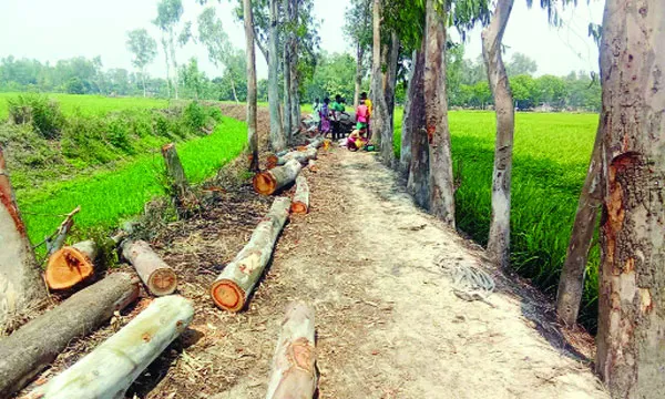 আত্রাইয়ে সরকারি গাছ কেটে নিলো প্রভাবশালীরা