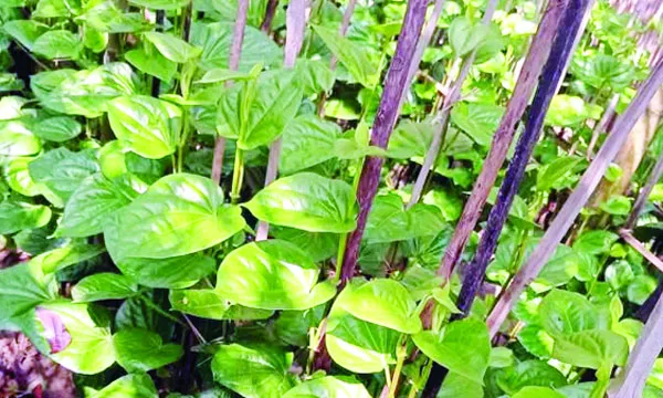 রায়পুরে পান চাষে ফিরছে কৃষকের সুদিন