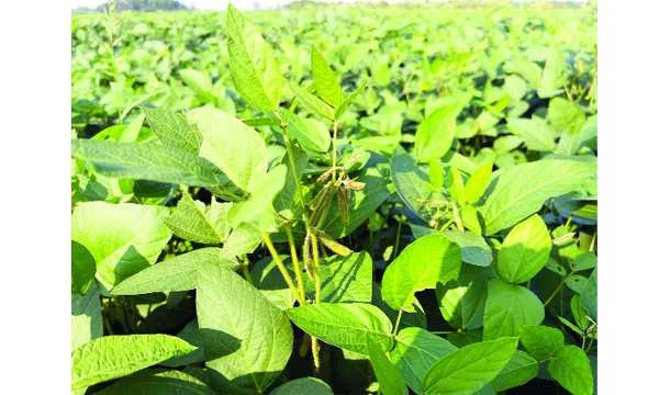 সয়াবিনের সবুজ বিপ্লব: ‘সয়াল্যান্ড’ খ্যাত রায়পুরে নতুন সম্ভাবনা