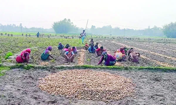 বাম্পার ফলনেও হাসি নেই কৃষকের মুখে