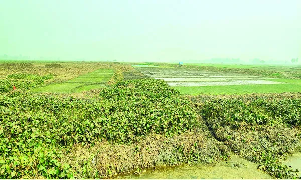 রক্তদহ বিল পুনঃখননে ১৭০ কোটি টাকার ফসল উৎপাদনের সম্ভাবনা