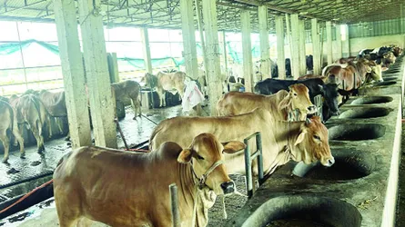 নাঙ্গলকোটে স্থানীয় পশুতেই চাহিদা পূরণের আশা