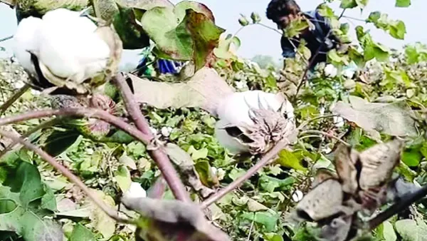 দৌলতপুরে ‘সাদা সোনা’ চাষে বদলেছে কৃষকের ভাগ্য