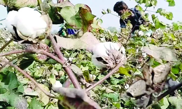 দৌলতপুরে ‘সাদা সোনা’ চাষে বদলেছে কৃষকের ভাগ্য