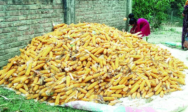 চুয়াডাঙ্গায় ৪৭ হাজার হেক্টর জমিতে ভুট্টা চাষ