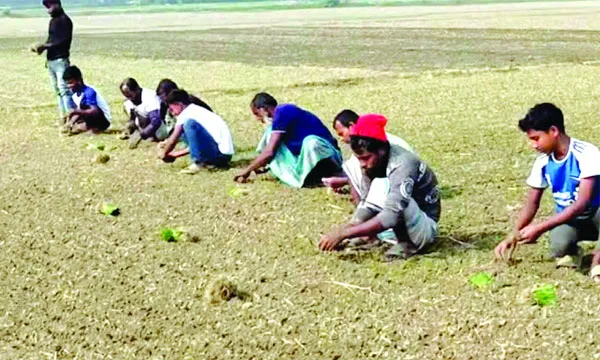নগরকান্দায় পেঁয়াজ রোপণে ব্যস্ততা, শ্রমিক সঙ্কট