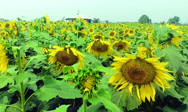 মিরসরাইয়ে সূর্যমুখীর আবাদ বাড়ছে