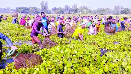 ঘিওরে বিলের পানিতে গ্রামবাংলার ঐতিহ্যের পলো বাইচ