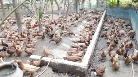 হাঁসখামারি ফারুকের কৃষিযাত্রায় নতুন দিগন্ত