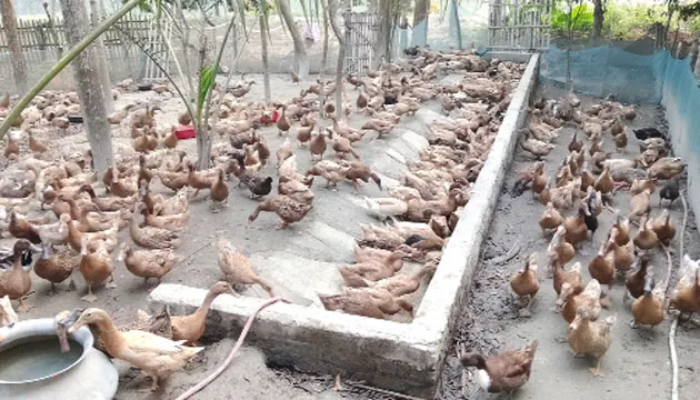 হাঁসখামারি ফারুকের কৃষিযাত্রায় নতুন দিগন্ত