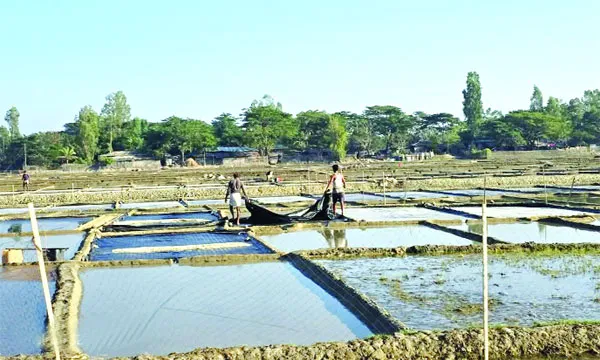 লবণ আমদানির খবরে দিশেহারা কক্সবাজার উপকূলের চাষিরা, মাঠ ফাঁকা