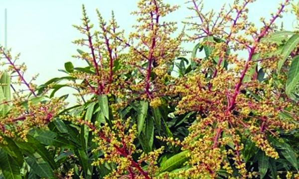 bangla-7