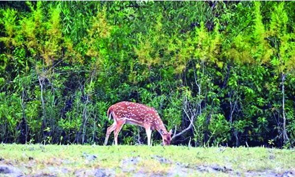 প্রকৃতির অপার সম্ভাবনা মিরসরাই থমকে আছে পর্যটন!