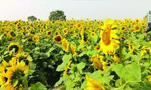 লোহাগাড়ায় সূর্যমুখী চাষে লাখ টাকা আয়ের স্বপ্ন কৃষকদের