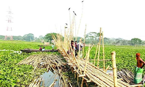 কচুরিপানায় ৪ মাস বন্ধ নৌ চলাচল বাঁশের সাঁকোয় পারাপার