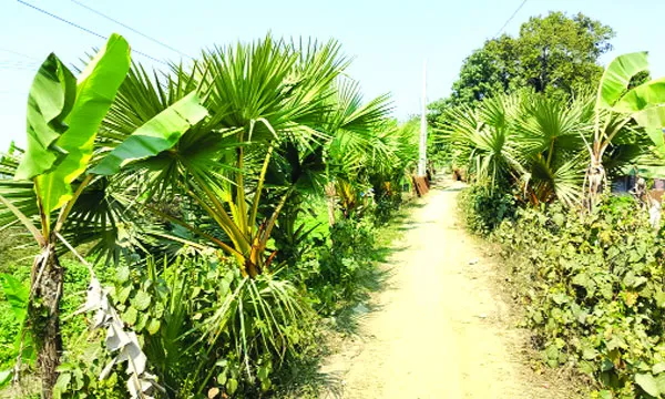শৈলকুপায় খাল খননের পেটে  যাচ্ছে লাখো তালগাছ