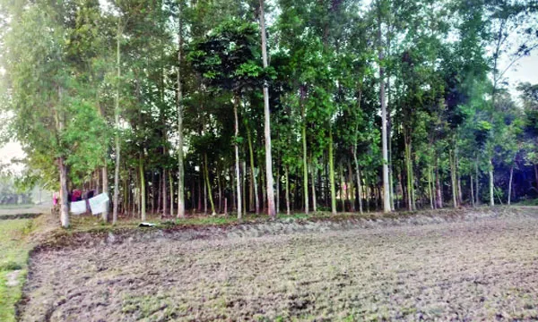 কুলিয়ারচরে নিষিদ্ধ ইউক্যালিপটাস বাগান, পরিবেশের ভারসাম্য নষ্ট