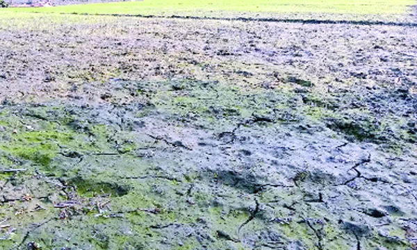 নীলফামারীতে কোল্ড ইনজুরিতে বোরো বীজতলা নষ্ট