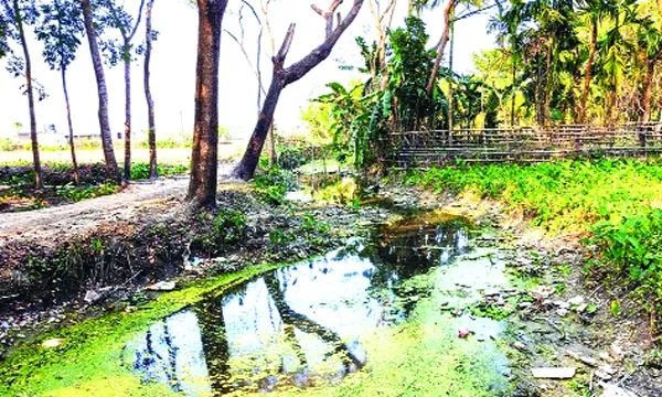 রাজাপুরের বাগড়ির খাল মৃতপ্রায় কৃষি ও জনজীবন বিপর্যয়