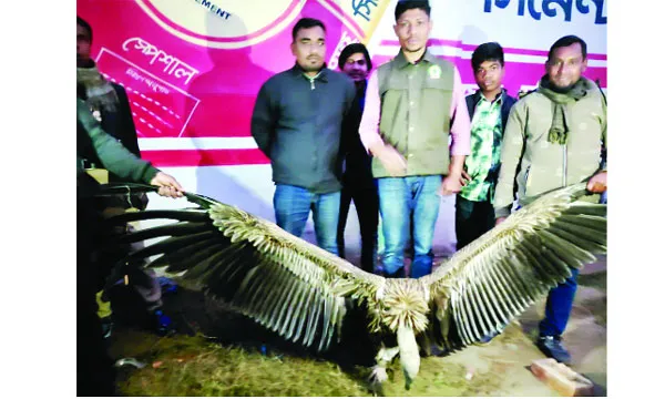 দেবীগঞ্জে বিরল হিমালয়ান শকুন উদ্ধার