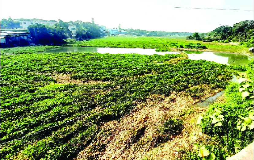 দখল-দূষণ-ভরাট ও কচুরিপানায় অস্তিত্ব সঙ্কটে ফুলপুরের খরিয়া নদী