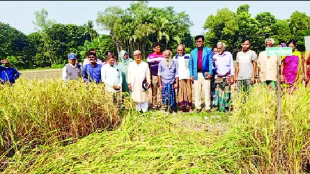 রাসায়নিক সার ছাড়াই ৮২ জাতের ধান চাষে উদ্যোগ