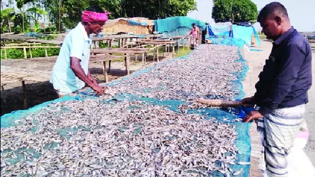 পর্যাপ্ত মাছের অভাবে চলনবিলের অধিকাংশ শুঁটকি চাতাল বন্ধ