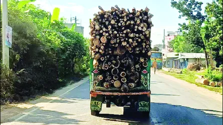 বনাঞ্চল উজাড় করে ইটভাটায় যাচ্ছে কাঠ