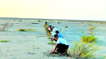 লালমনিরহাটে আগাম জাতের ফুলকপি বাঁধাকপি চাষে ঝুঁকছেন কৃষকরা